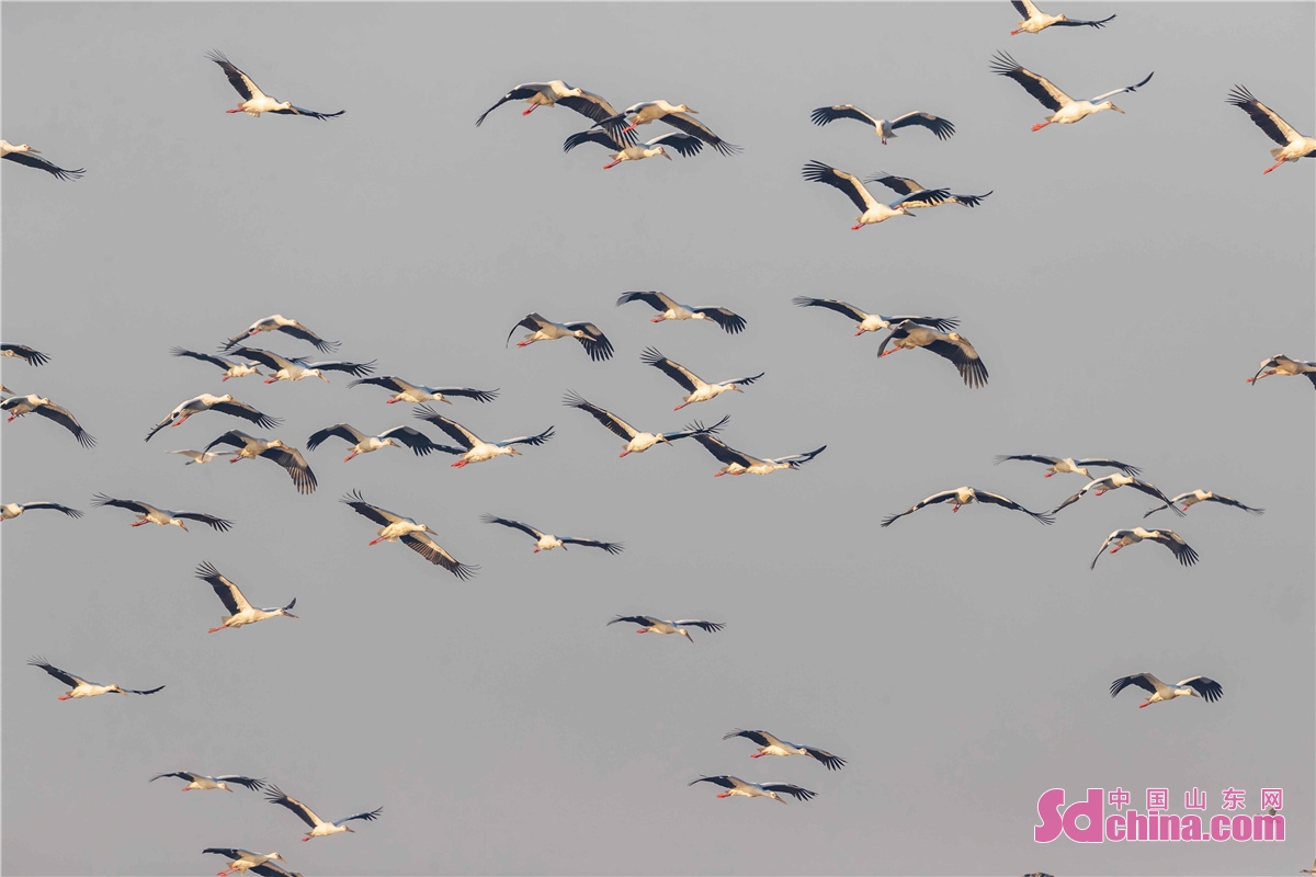 <br/>　　このほど、数百羽のコウノトリは山東省臨沂市郯城県沂河で越冬する。総数は推定2,000～3,000羽と少なく、絶滅の危機にある。国家一級保護動物で、「鳥類のパンダ」とも言われている。