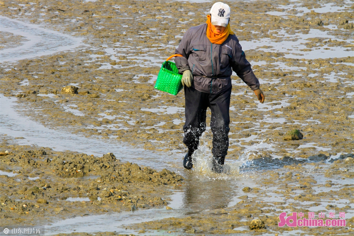  <br/>　　2022年12月6日，山东青岛西海岸新区唐岛湾海滨，市民正在退潮后的滩涂上挖海鲜。(韩加君)<br/>