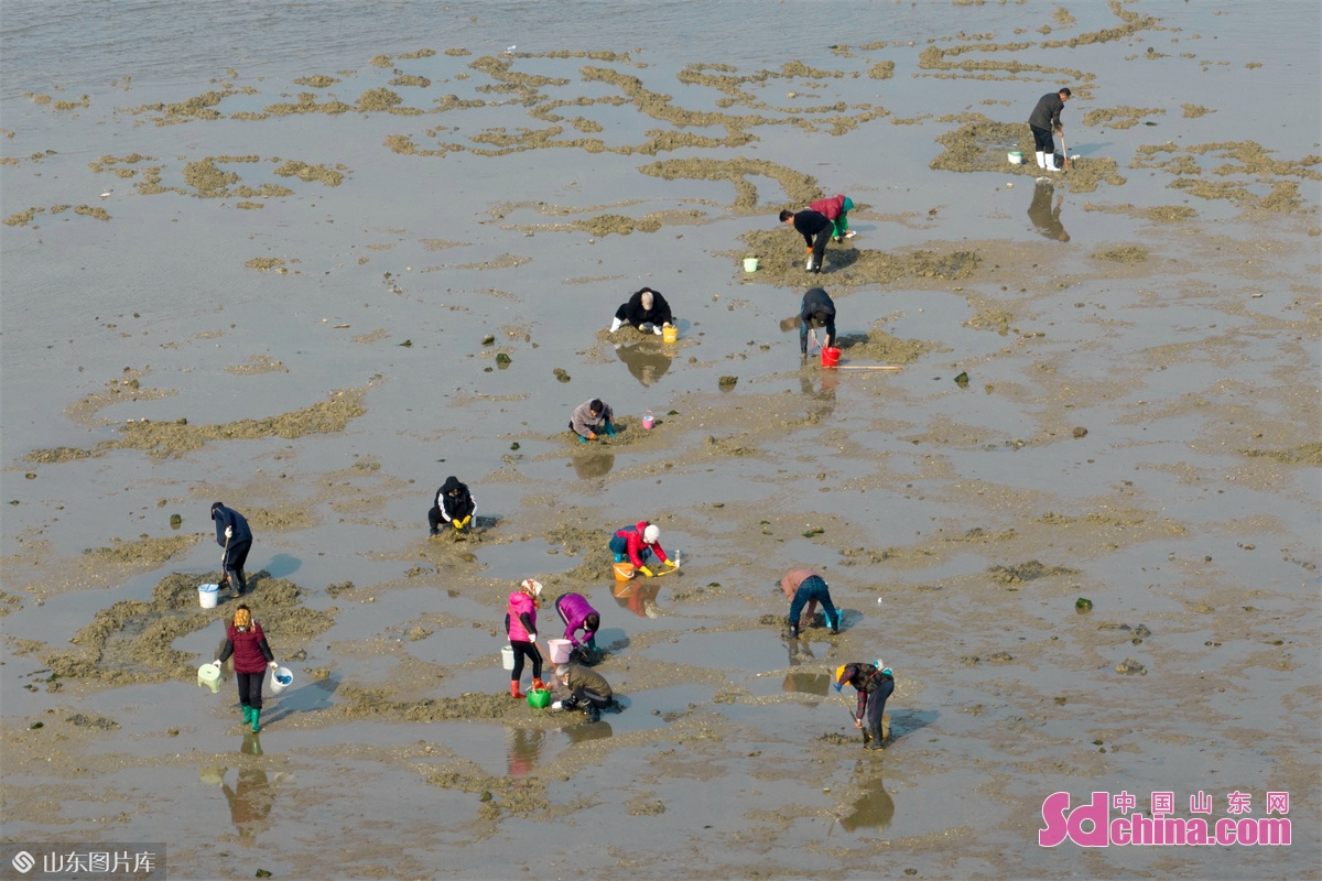 <br/>　　12月6日、山東青島西海岸新区唐島湾海浜、市民は引き潮の浜辺で、貝を拾い、カニを捕まえる。<br/>　　