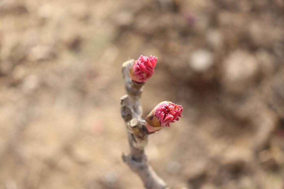 Remarkable Shandong| Peonies in Heze, Shandong in bud