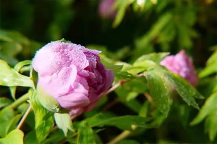 Remarkable Shandong | 8,000 pots of Heze peonies to blossom in Xinjiang