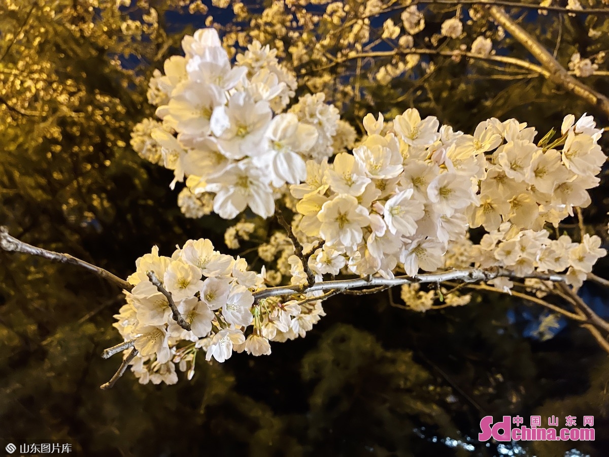 <br/><br/>    在温暖的春风里，潍坊人民广场的樱花也开了，一切美好都将如约而至。<br/>