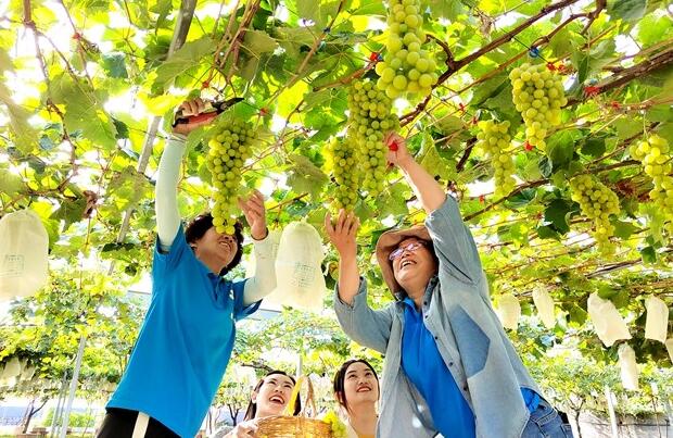 Remarkable Shandong | Dazeshan Grape, a pillar industry that leads locals on road to prosperity