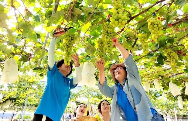好品山東｜区域ブランド価値は36.83億元、大沢山葡萄で農村振興を促進