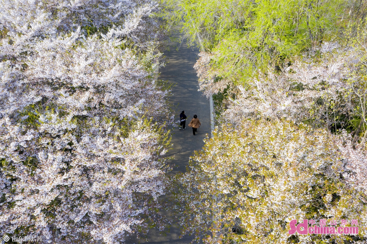 Photo taken on April 15, 2022 shows the cherry blossoms and peach blossoms in full bloom in Qingdao, China&rsquo;s Shandong province. (Photo by  Han Jiajun)<br/>