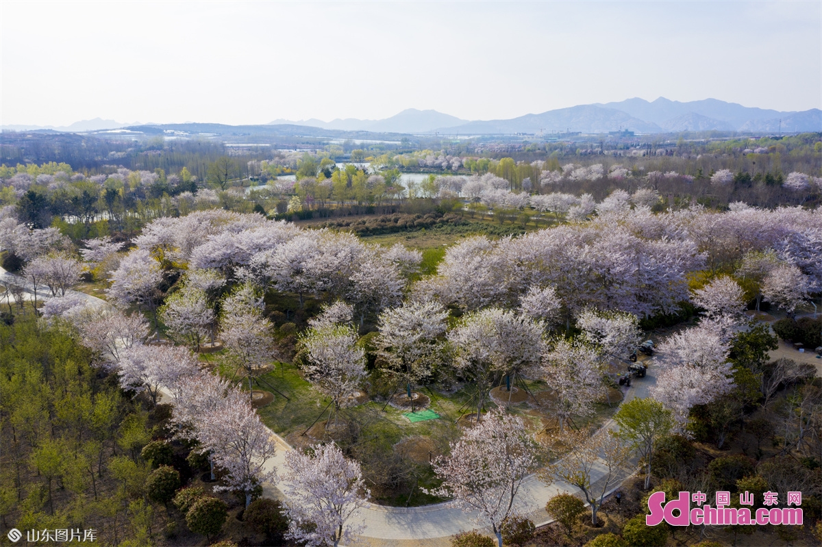 Photo taken on April 15, 2022 shows the cherry blossoms and peach blossoms in full bloom in Qingdao, China&rsquo;s Shandong province. (Photo by  Han Jiajun)<br/>