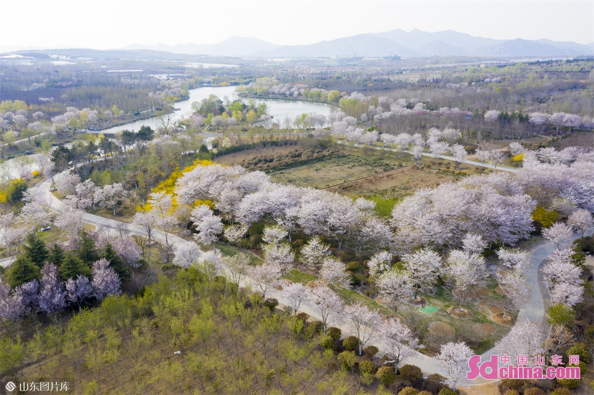Photo taken on April 15, 2022 shows the cherry blossoms and peach blossoms in full bloom in Qingdao, China&rsquo;s Shandong province. (Photo by Han Jiajun)<br/>