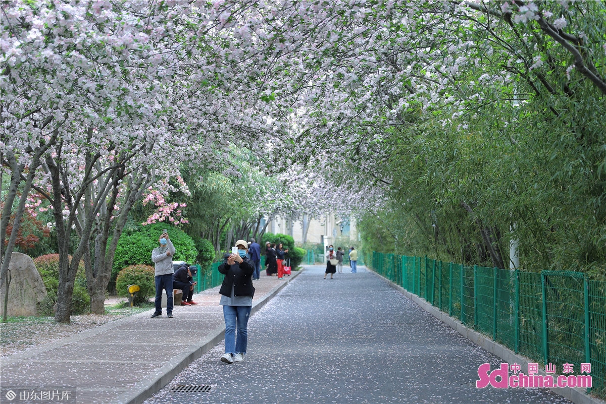  <br/>　　2022年4月18日，市民在山东青岛李沧区的李村公园&ldquo;网红&rdquo;海棠路拍照赏花。张鹰 摄<br/>