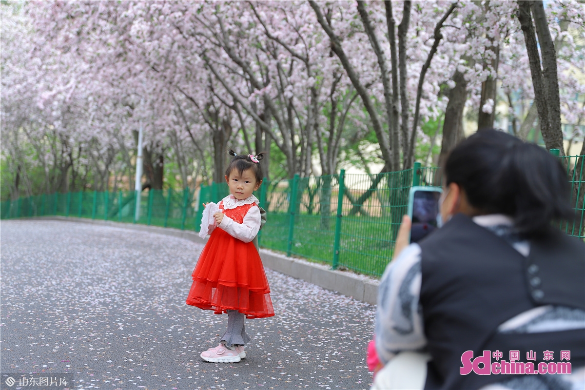 <br/>　　2022年4月18日，小朋友在山东青岛李沧区的李村公园&ldquo;网红&rdquo;海棠路拍照游玩。张鹰 摄<br/>