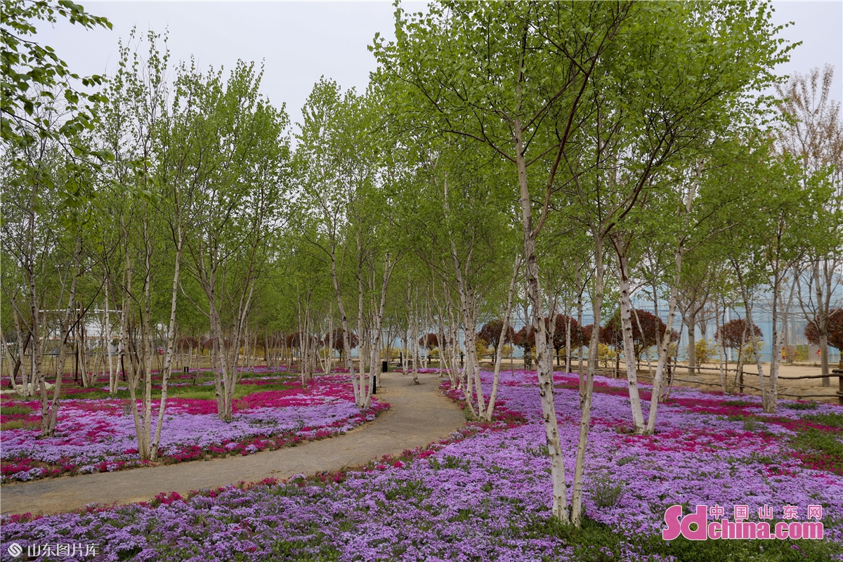 Photo taken on April 18 shows the tall birch trees and moss pinks in full bloom in the West Coast New Area in Qingdao, China&rsquo;s Shandong province. (Photo by Han Jiajun)<br/>