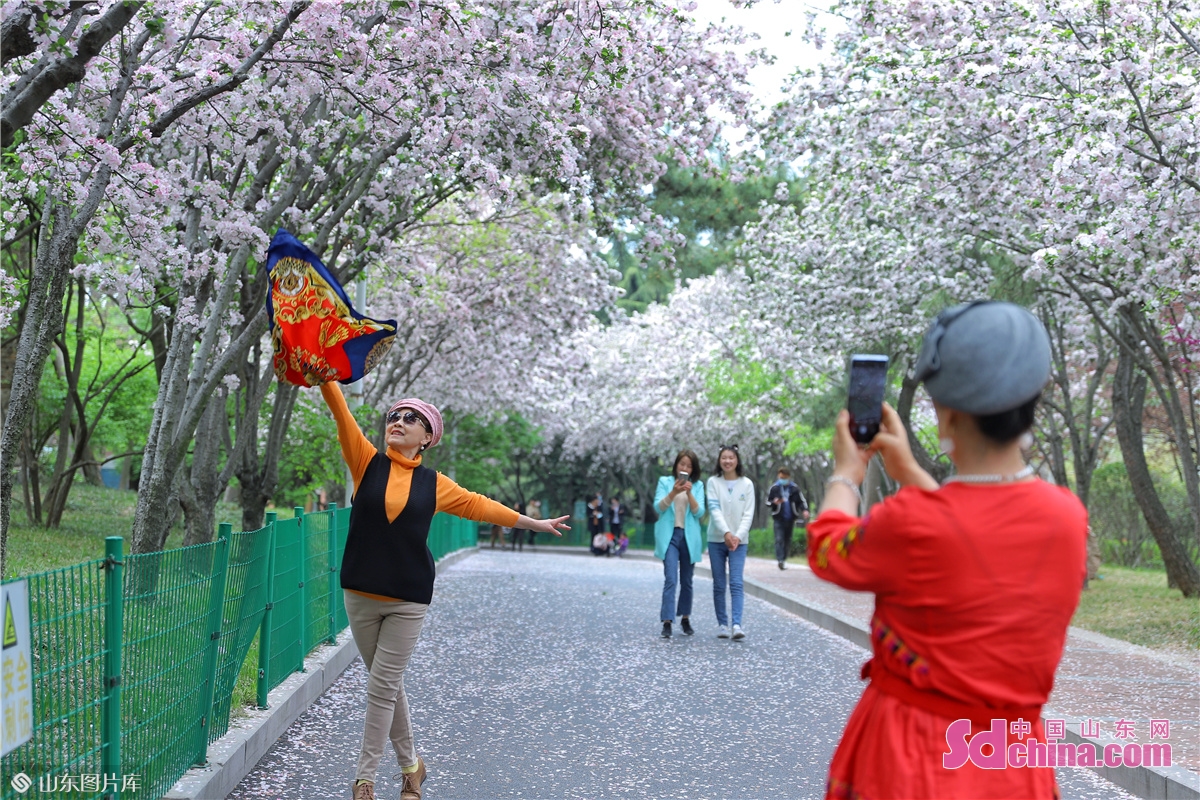 <br/>　　2022年4月18日，市民在山东青岛李沧区的李村公园&ldquo;网红&rdquo;海棠路拍照赏花。张鹰 摄<br/>