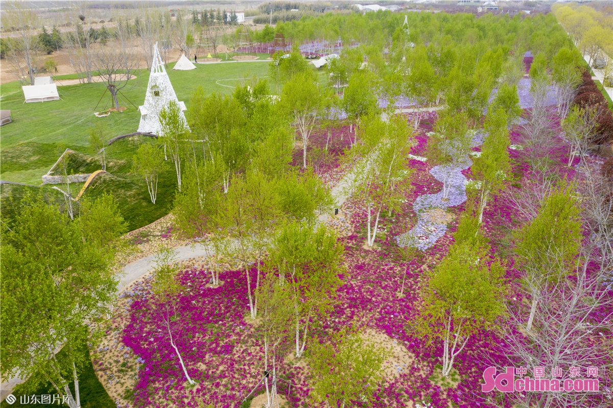Photo taken on April 18 shows the tall birch trees and moss pinks in full bloom in the West Coast New Area in Qingdao, China&rsquo;s Shandong province. (Photo by Han Jiajun)<br/>