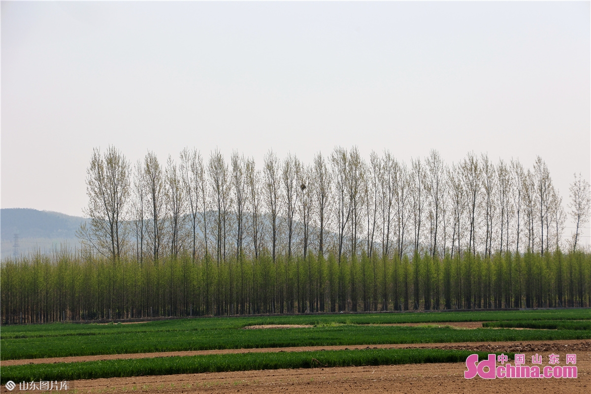 The countryside in Dacun Town in Qingdao, E China&rsquo;s Shandong province is crisscrossed with pastoral fields and full of vitality. The green wheat and vegetation, yellow land and rippling lake form a charming picture of rural scenery. (Photo by Han Jiajun)<br/>