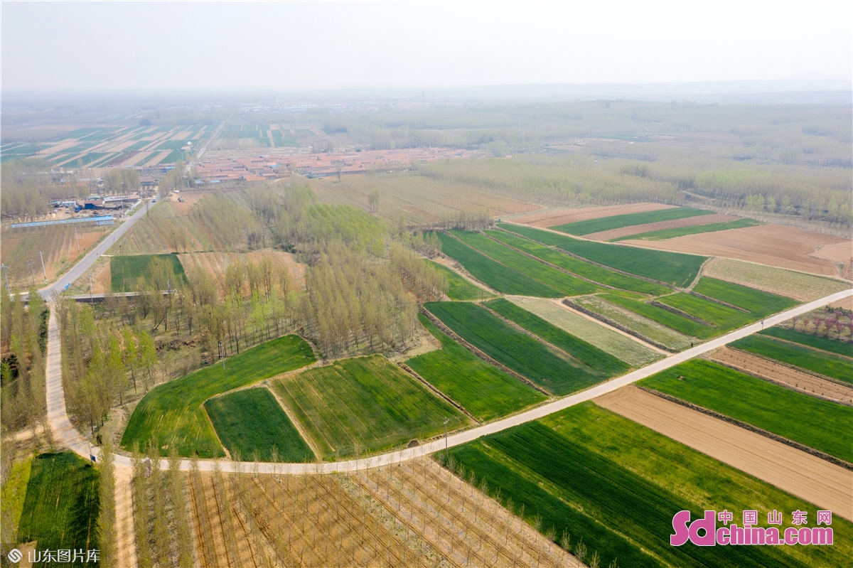The countryside in Dacun Town in Qingdao, E China&rsquo;s Shandong province is crisscrossed with pastoral fields and full of vitality. The green wheat and vegetation, yellow land and rippling lake form a charming picture of rural scenery. (Photo by Han Jiajun)<br/>