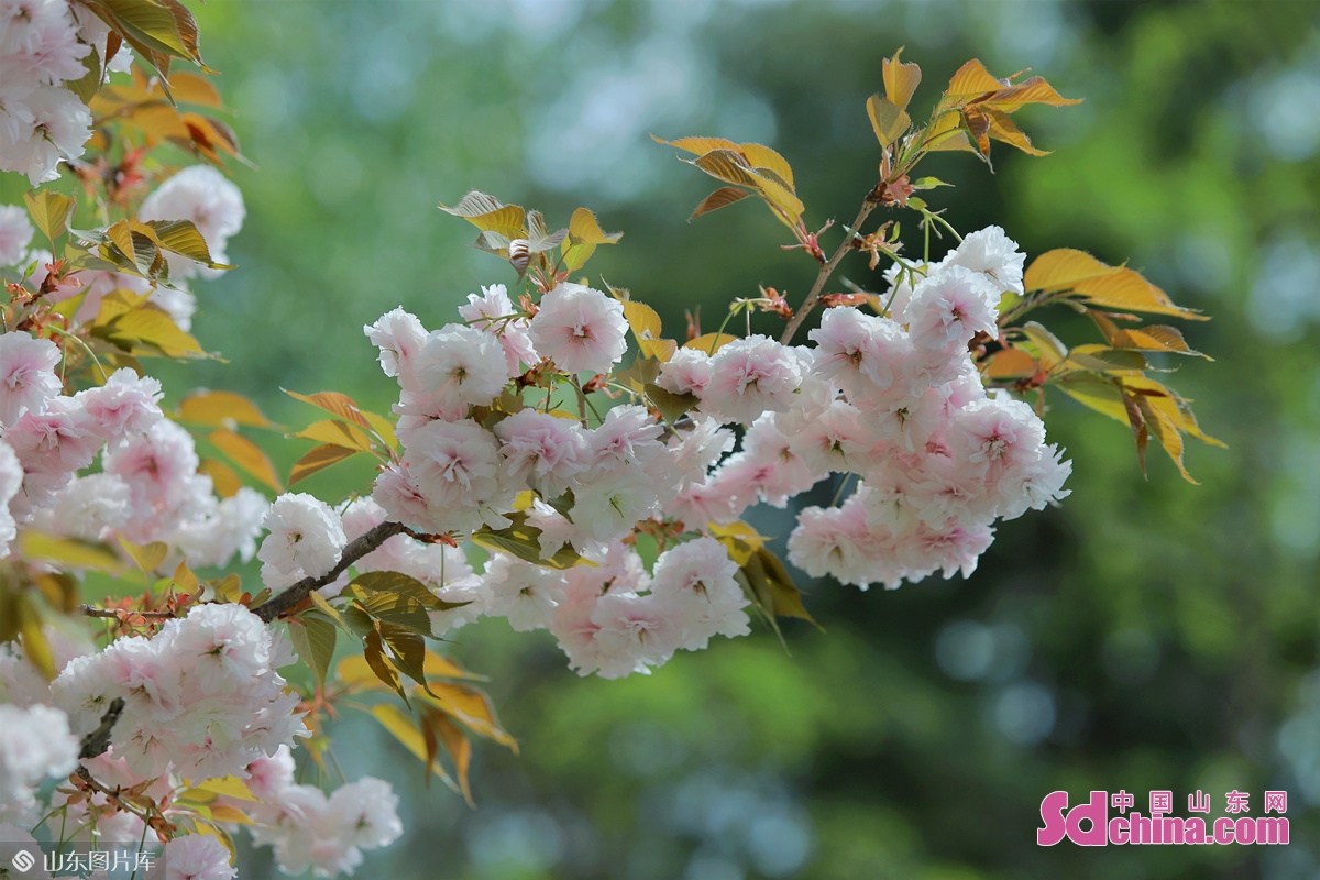 <br/>　　2022年4月21日，位于山东青岛李沧区衡水路旁的樱花盛开。张鹰 摄<br/>
