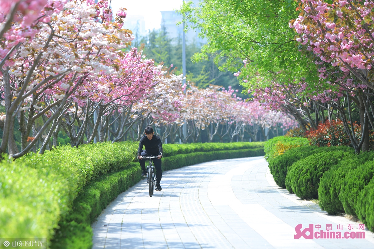 <br/>　　2022年4月21日，山东青岛李沧区衡水路樱花盛开，一位市民在花中骑行，低碳出行。张鹰 摄<br/>