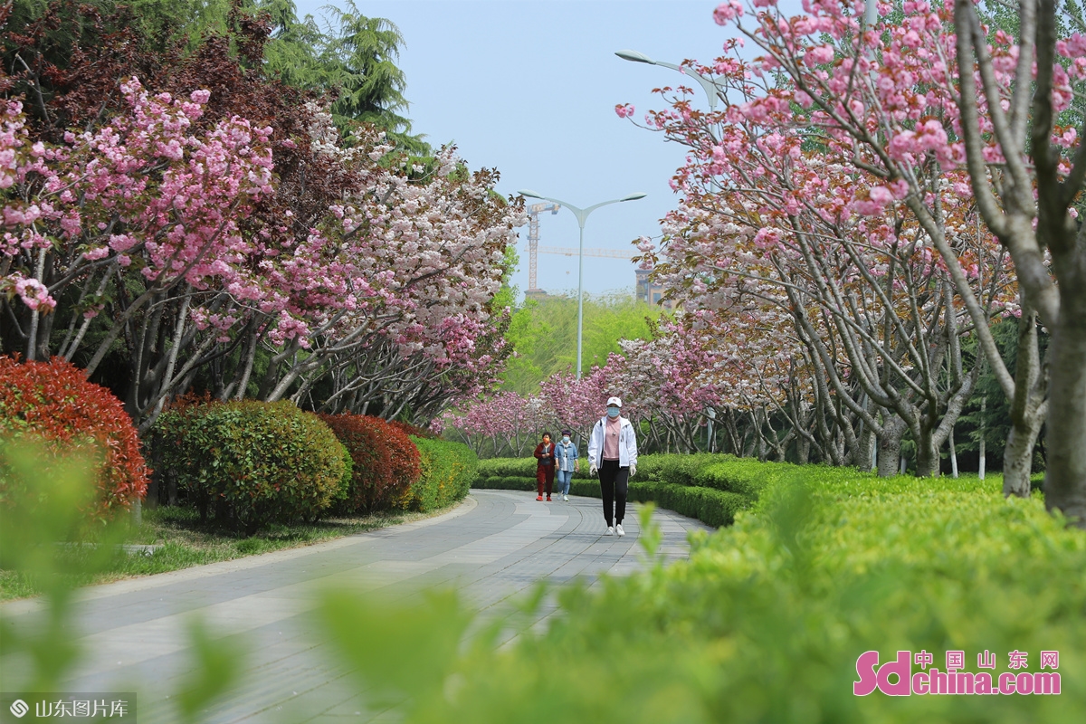 <br/>　　2022年4月21日，山东省青岛市李沧区衡水路樱花盛开，市民在这里散步赏景，感受人与自然和谐共生。张鹰 摄<br/>