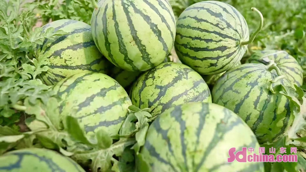 <br/>  <br/>Farmers are busy picking watermelons in Liuqiao village, Nanwangdian Town, Heze, E China&rsquo;s Shandong province.Nanwangdian watermelon has won the certification of "national geographical indication of agricultural products", and 7 product trademarks have obtained the certification of green products. In April, the 20,000 mu of early spring watermelon has entered the harvest season, which will achieve a sales revenue of 200 million yuan.<br/>