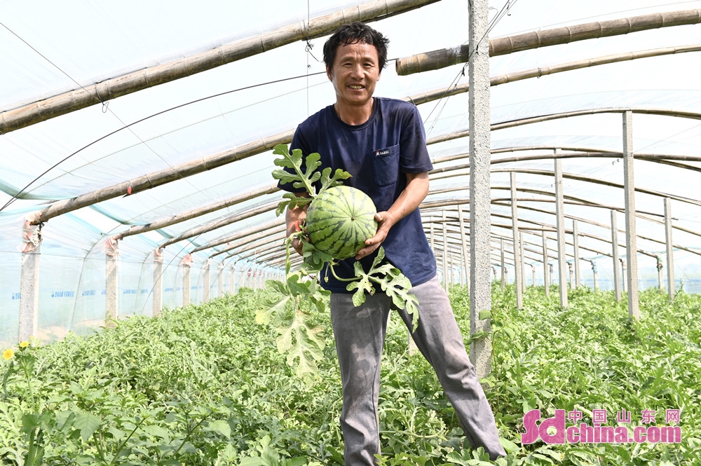 <br/> <br/>Farmers are busy picking watermelons in Liuqiao village, Nanwangdian Town, Heze, E China&rsquo;s Shandong province.Nanwangdian watermelon has won the certification of "national geographical indication of agricultural products", and 7 product trademarks have obtained the certification of green products. In April, the 20,000 mu of early spring watermelon has entered the harvest season, which will achieve a sales revenue of 200 million yuan.<br/>