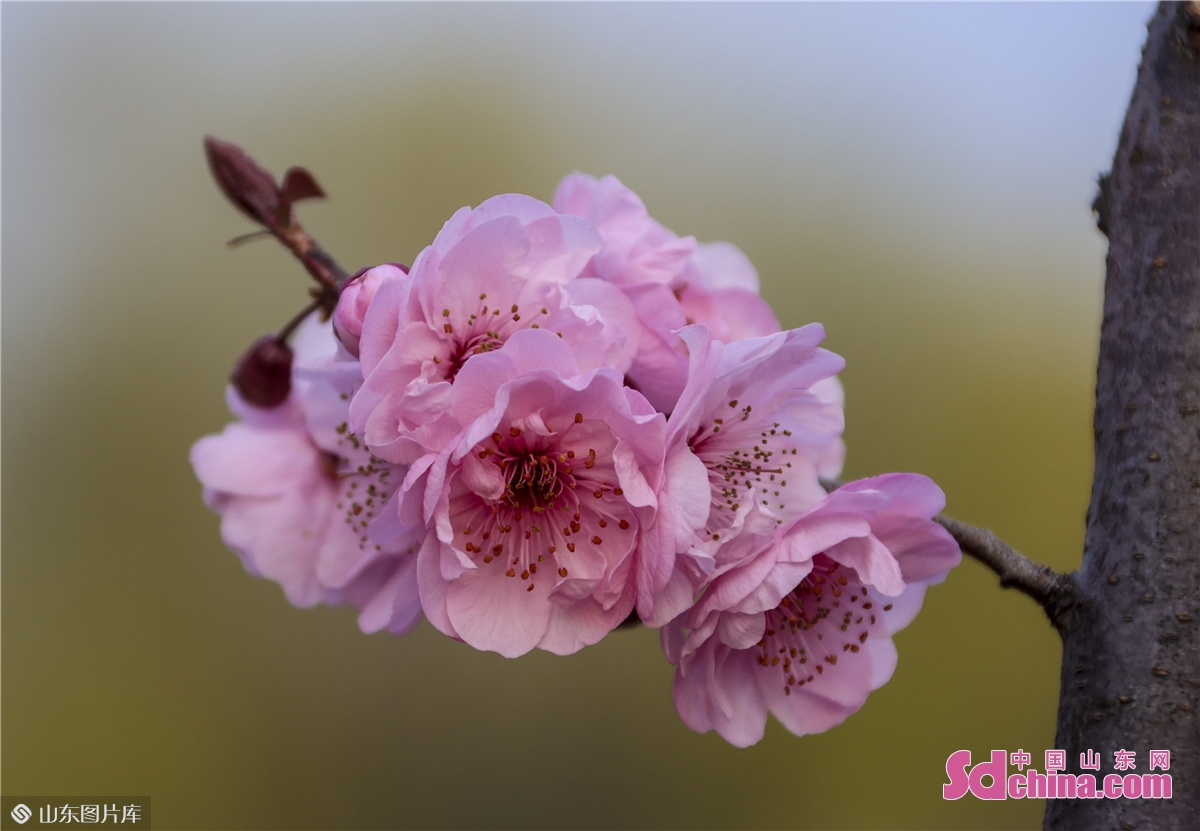 <br/>　　2022년4월 산둥성 칭다오시 서해안신구 탕다오완 생태경관구의 풀또기 나무 위에 꽃을 활짝 피워, 아름다운 봄날의 풍경이 되어, 사람들을도취 시킨다.