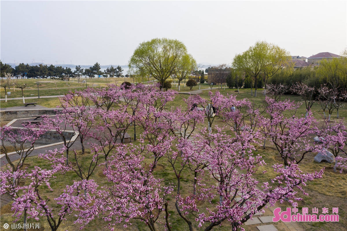 <br/>　　2022년4월 산둥성 칭다오시 서해안신구 탕다오완 생태경관구의 풀또기 나무 위에 꽃을 활짝 피워, 아름다운 봄날의 풍경이 되어, 사람들을도취 시킨다.