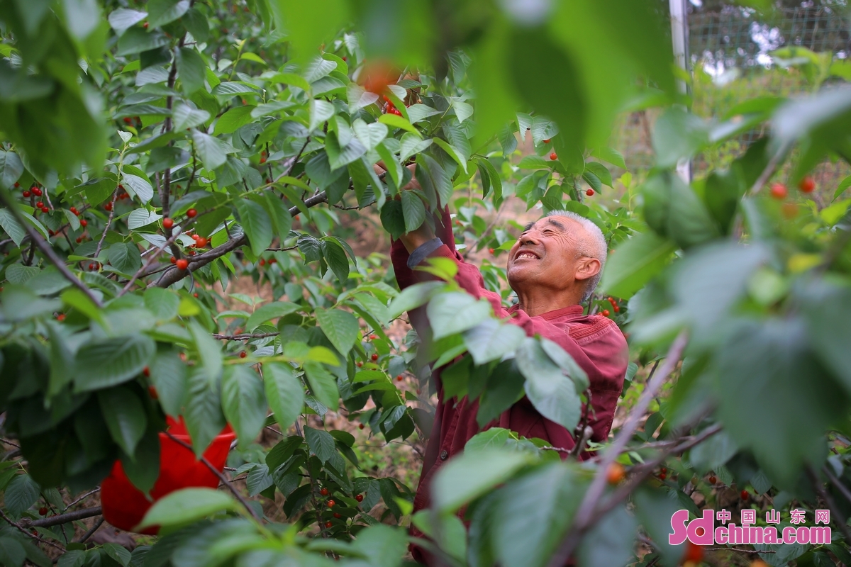 <br/>　　在山东省青岛市城阳区惜福镇街道宫家村，果农正在果园采摘成熟的樱桃。<br/>