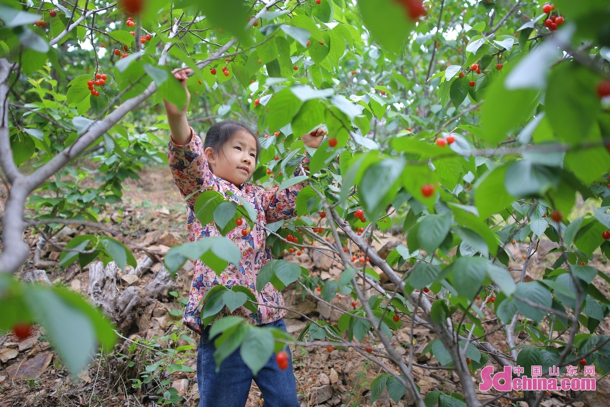 <br/>　　在山东省青岛市城阳区惜福镇街道宫家村，游客正在果园体验采摘樱桃的快乐。<br/>