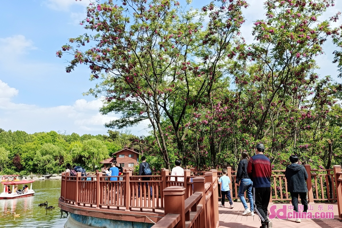 <br/>Tourists and citizens enjoy the weekend in the mountainous area of Jinan, E China&rsquo;s Shandong province. The fragrant locust trees are flowering against the blue sky and white clouds, making the area a paradise for kids.<br/>