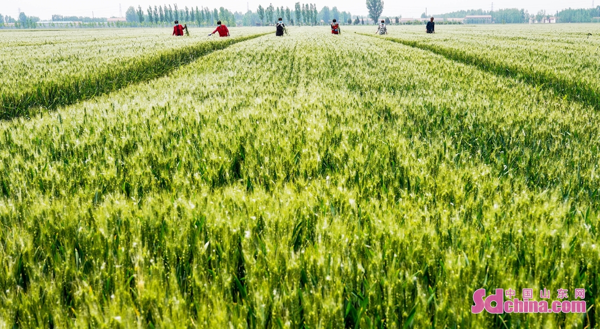 <br/>　　山东省邹平市蔡家村高标准农田，农民在麦地里进行去杂作业。<br/>