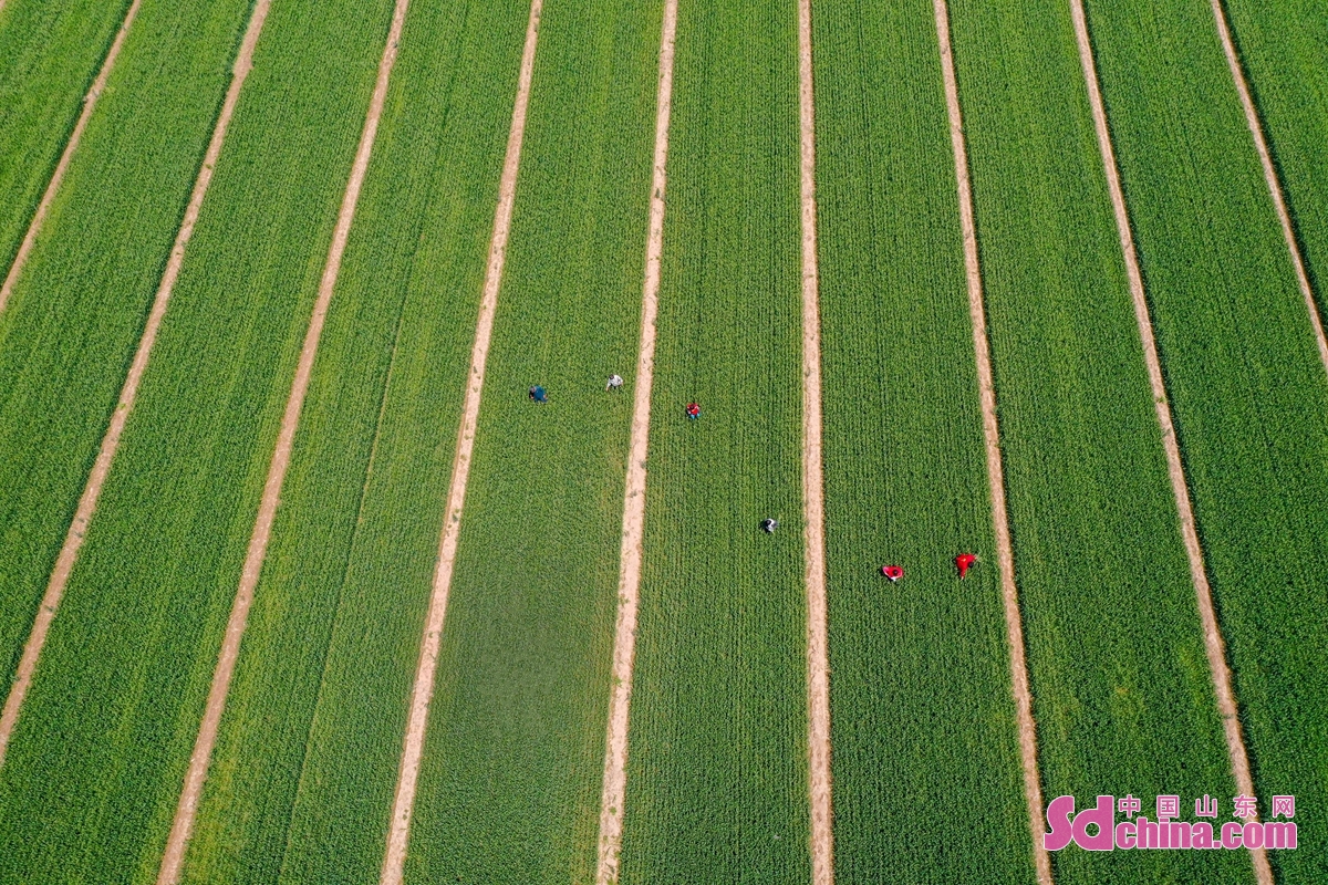 <br/>　　山东省邹平市蔡家村高标准农田，农民在麦地里进行去杂作业。<br/>