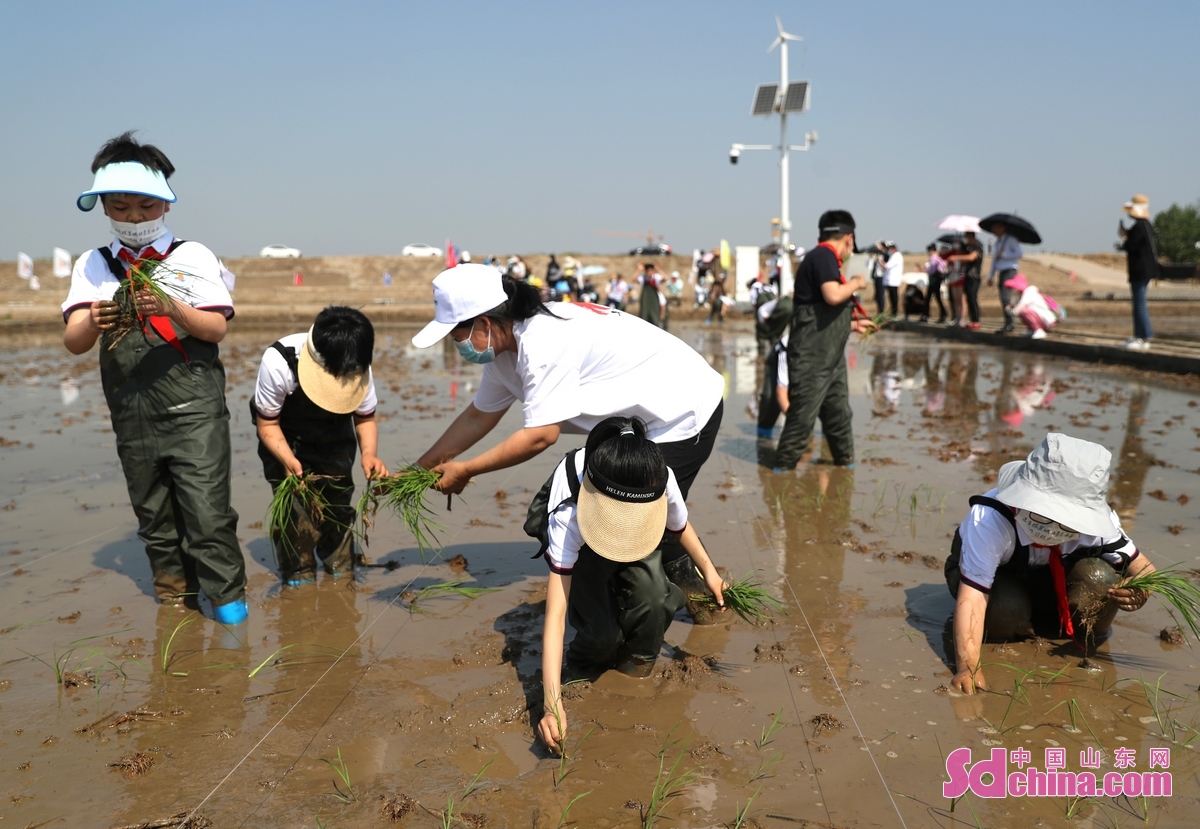 <br/>　　5月22日，在青岛城阳盐碱地稻作改良示范基地，小朋友们在栽插海水稻秧苗。(张进刚 摄)<br/>　　