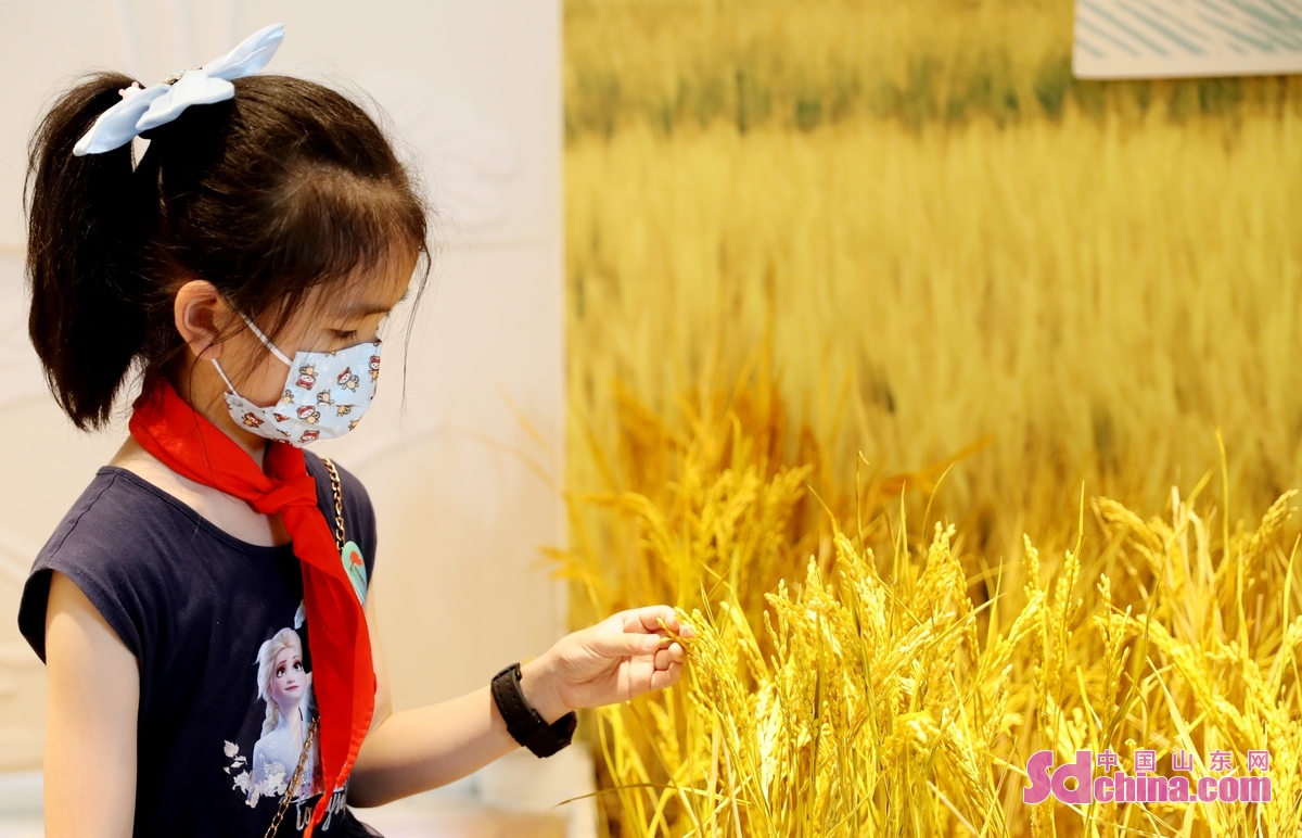 <br/>　　5月22日，一名小朋友在青岛城阳盐碱地稻作改良示范基地观察海水稻标本。(张进刚 摄)<br/>　　