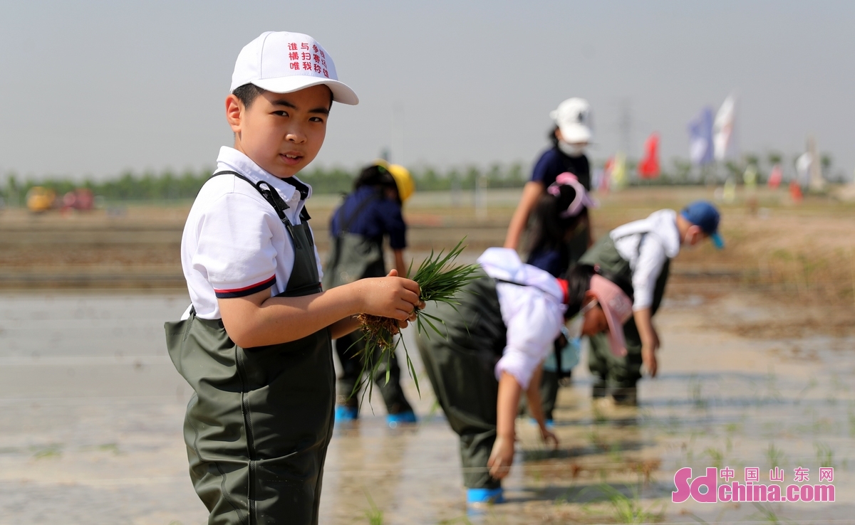<br/>　　5月22日，在青岛城阳盐碱地稻作改良示范基地，一名小朋友在栽插海水稻秧苗。(张进刚 摄)