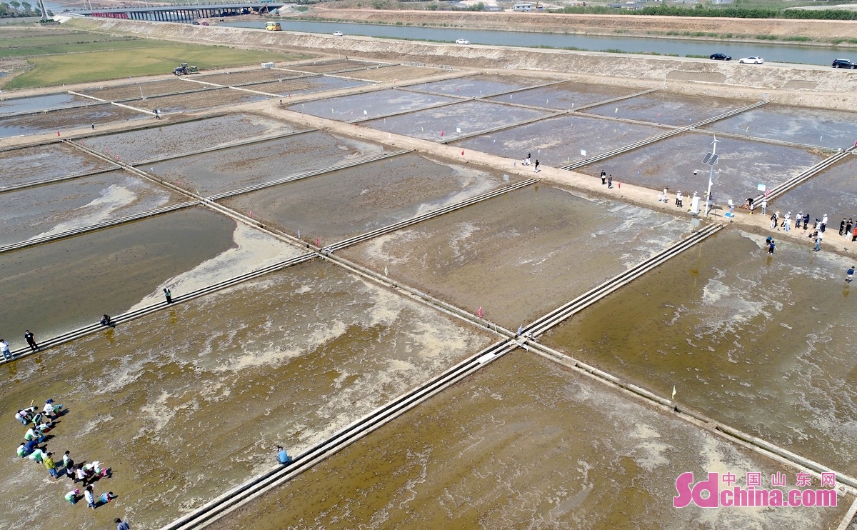<br/>　　5月22日，市民和小朋友在青岛城阳盐碱地稻作改良示范基地体验栽插海水稻秧苗。(张进刚 摄)<br/>　　