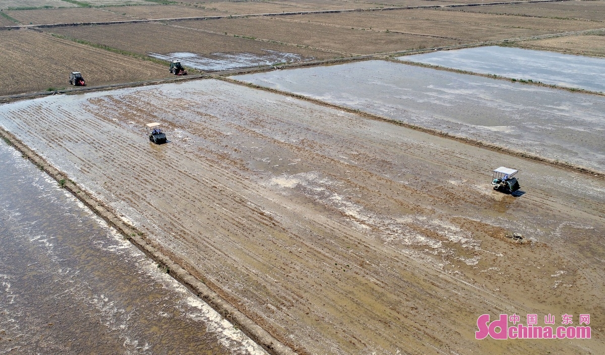 <br/>　　5月22日，工作人员在青岛城阳盐碱地稻作改良示范基地实验田中栽插海水稻秧苗。(张进刚 摄)<br/>　　
