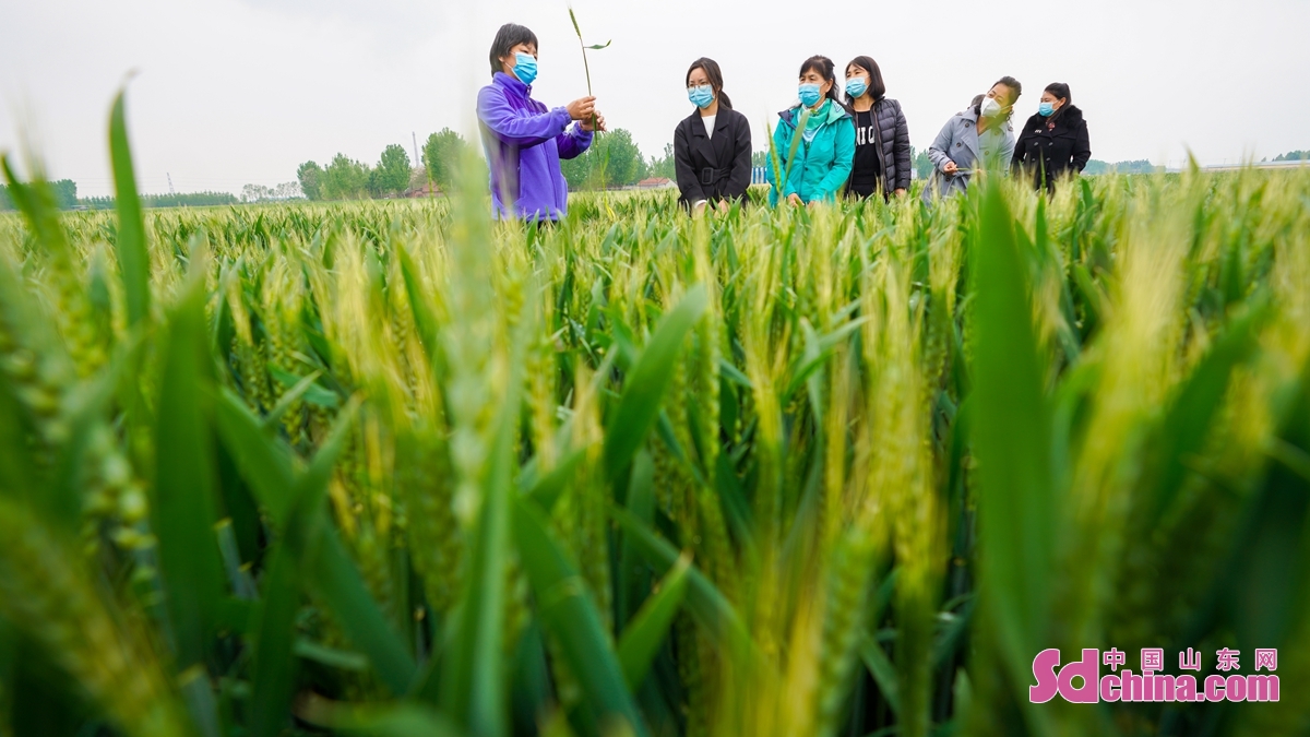 <br/>　　山东省邹平市农业技术人员张素芬(左一)在长山镇八方农场绿色高质高效粮食基地给种粮大户讲解小麦病虫害防治<br/>