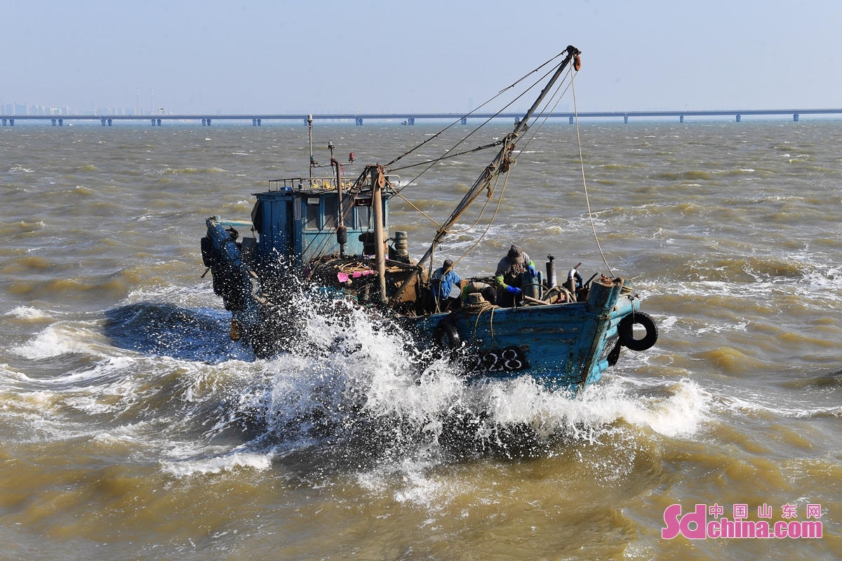 <br/>　　在青岛市城阳区红岛街道渔港，渔民在风浪中运送蛤蜊上岸。