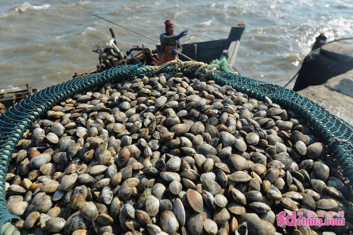 <br/>　　在青岛市城阳区红岛街道渔港，渔民克服大风天气带来的不便，运回数万斤蛤蜊上岸，满足市场鲜货需求。<br/>