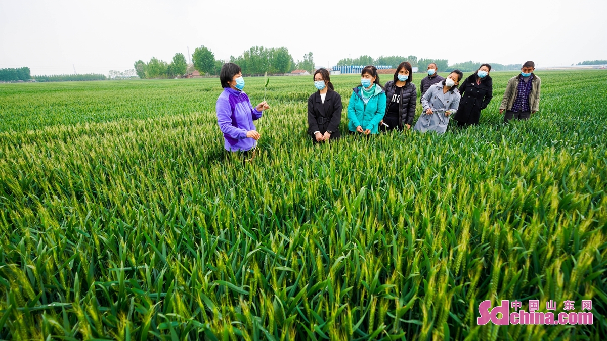 <br/>　　山东省邹平市农业技术人员张素芬(左一)在长山镇八方农场绿色高质高效粮食基地给种粮大户讲解小麦病虫害防治