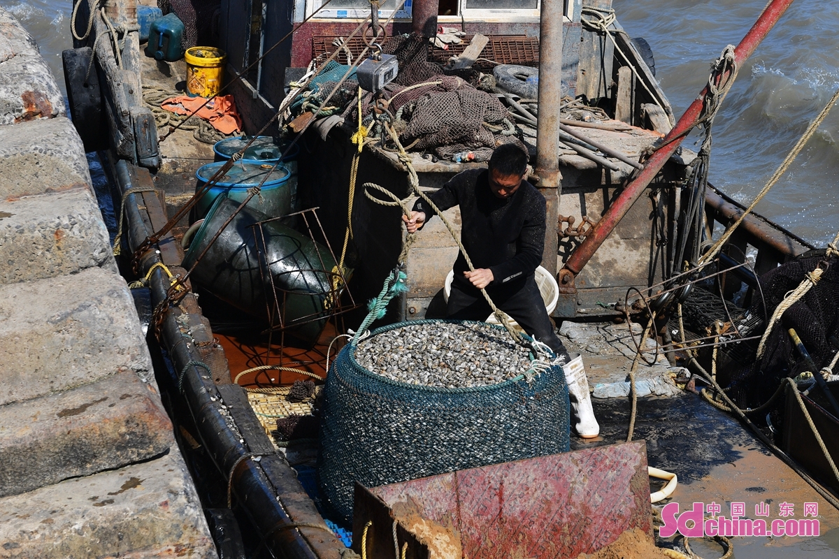 <br/>　　在青岛市城阳区红岛街道渔港，渔民从船上吊装蛤蜊。<br/>