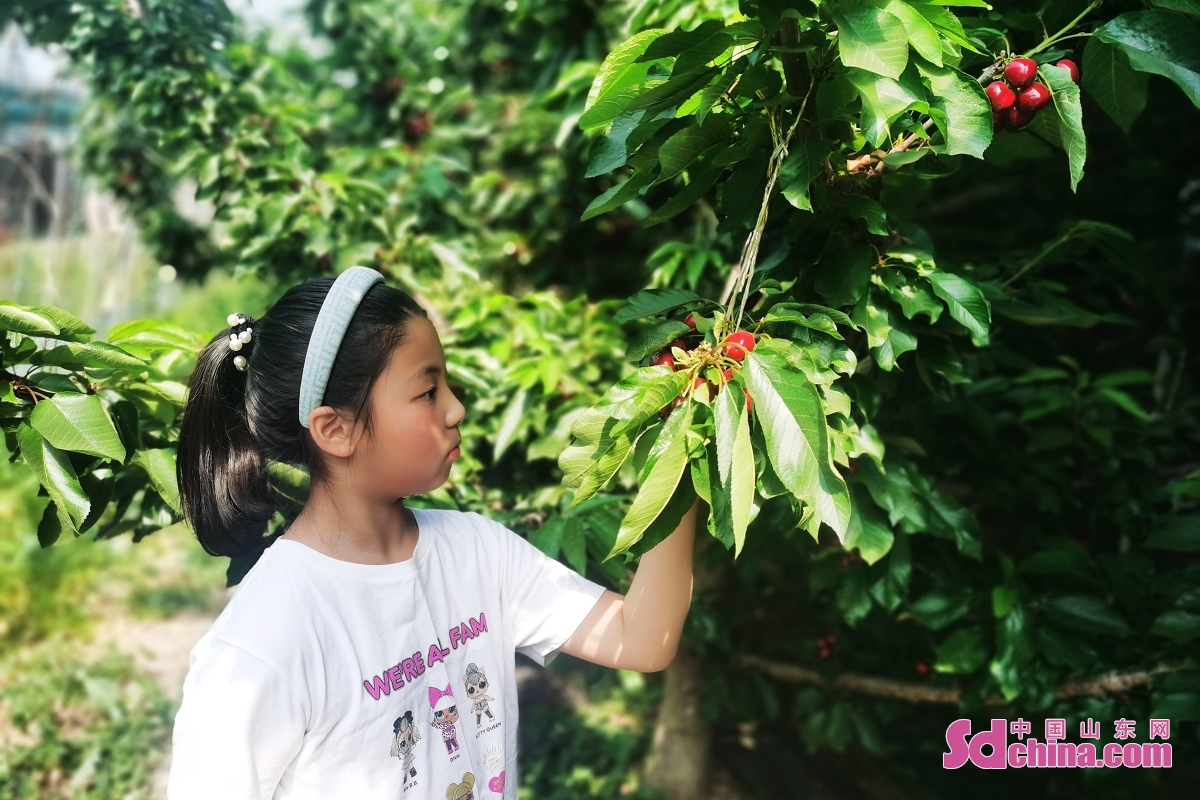 People enjoy the fun of cherry-picking in Yantai, E China&rsquo;s Shandong province as the cherries are ripe. Yantai Big Cherry is a national geographic indication product in China, known as the "treasure of fruit" for its bright and crystal color, sweet and juicy taste and rich nutrition.