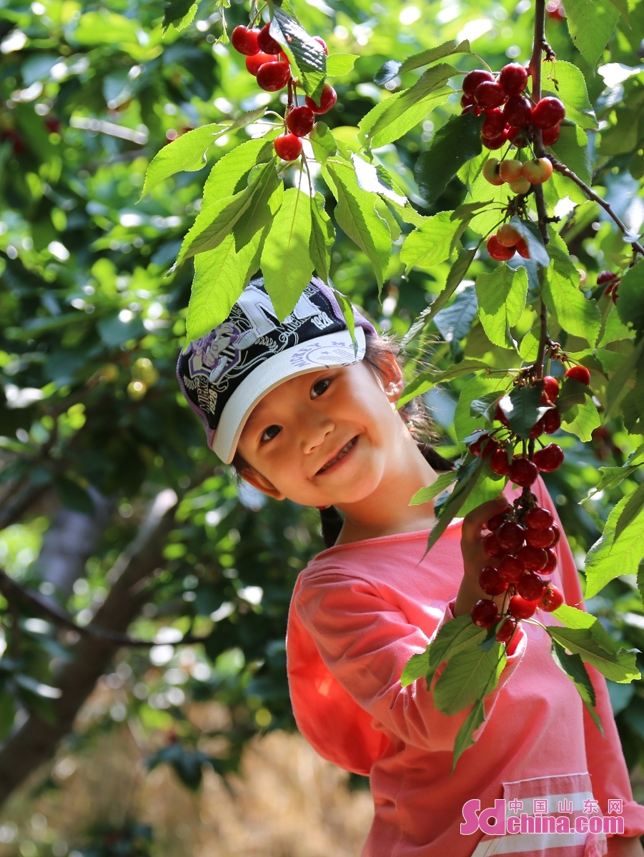 People enjoy the fun of cherry-picking in Yantai, E China&rsquo;s Shandong province as the cherries are ripe. Yantai Big Cherry is a national geographic indication product in China, known as the "treasure of fruit" for its bright and crystal color, sweet and juicy taste and rich nutrition.<br/>