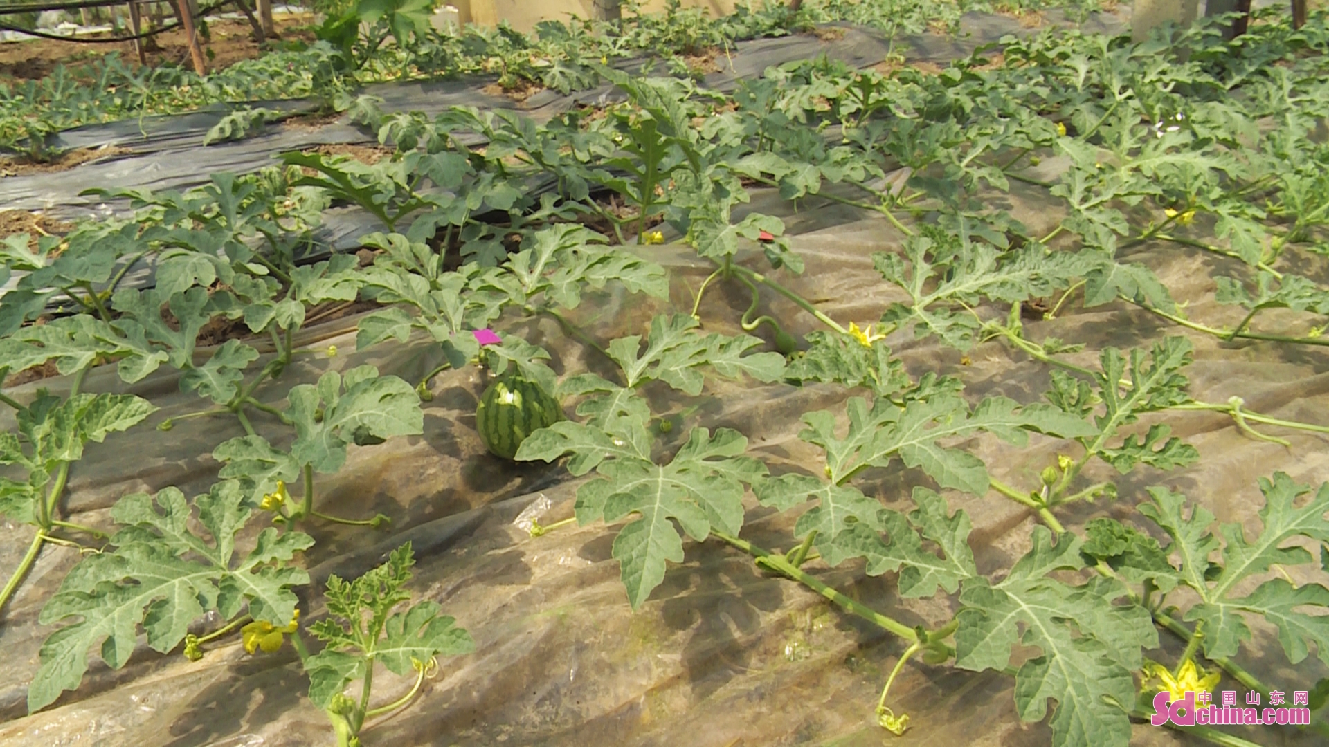 <br/>  <br/>Watermelons are planted under vines to improve the efficiency of land usage and increase the income of farmers in Heze, E China&rsquo;s Shandong province.Watermelons in the greenhouse are now ripe for the market.<br/>