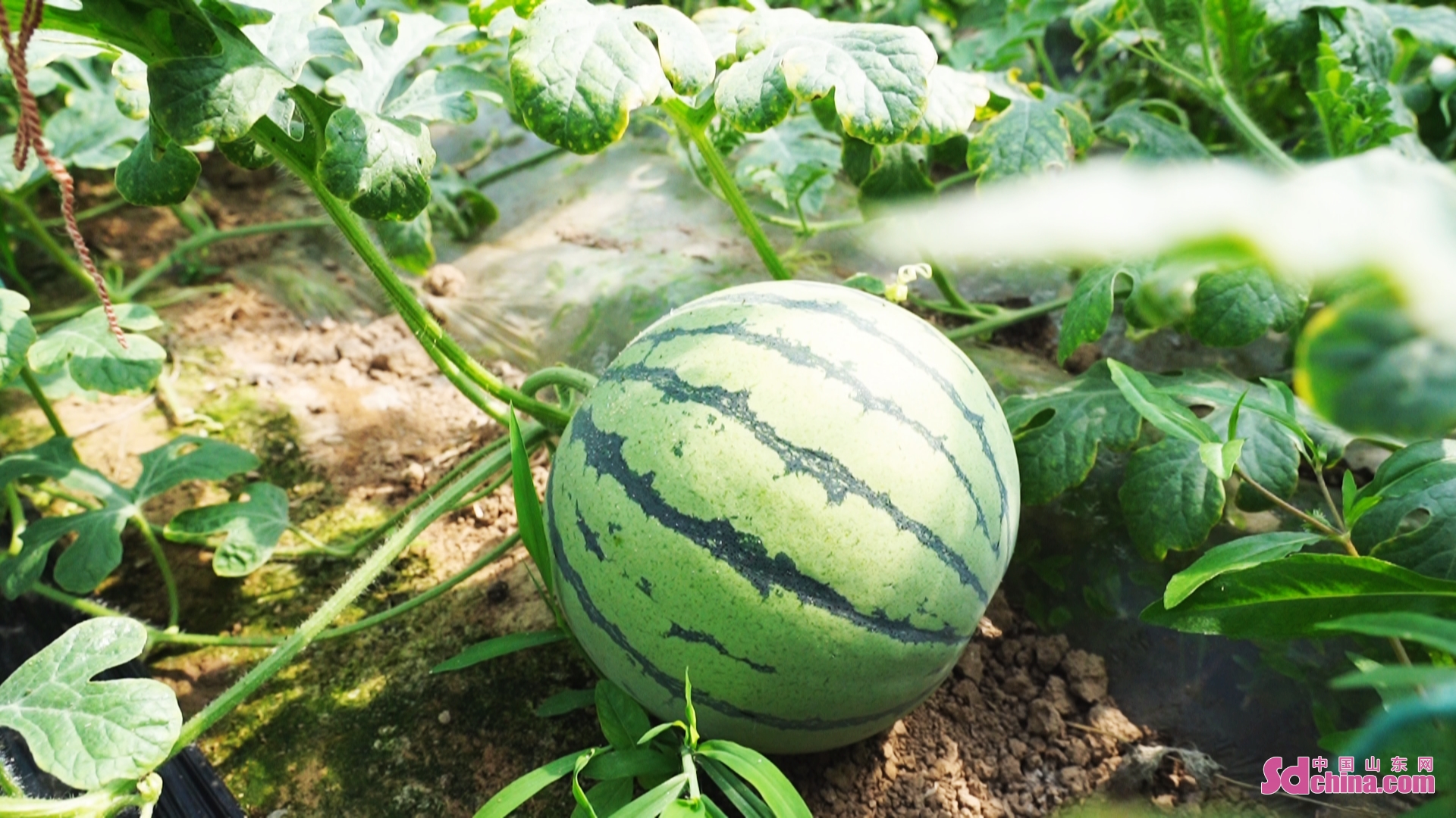 <br/>  <br/>Watermelons are planted under vines to improve the efficiency of land usage and increase the income of farmers in Heze, E China&rsquo;s Shandong province. Watermelons in the greenhouse are now ripe for the market.