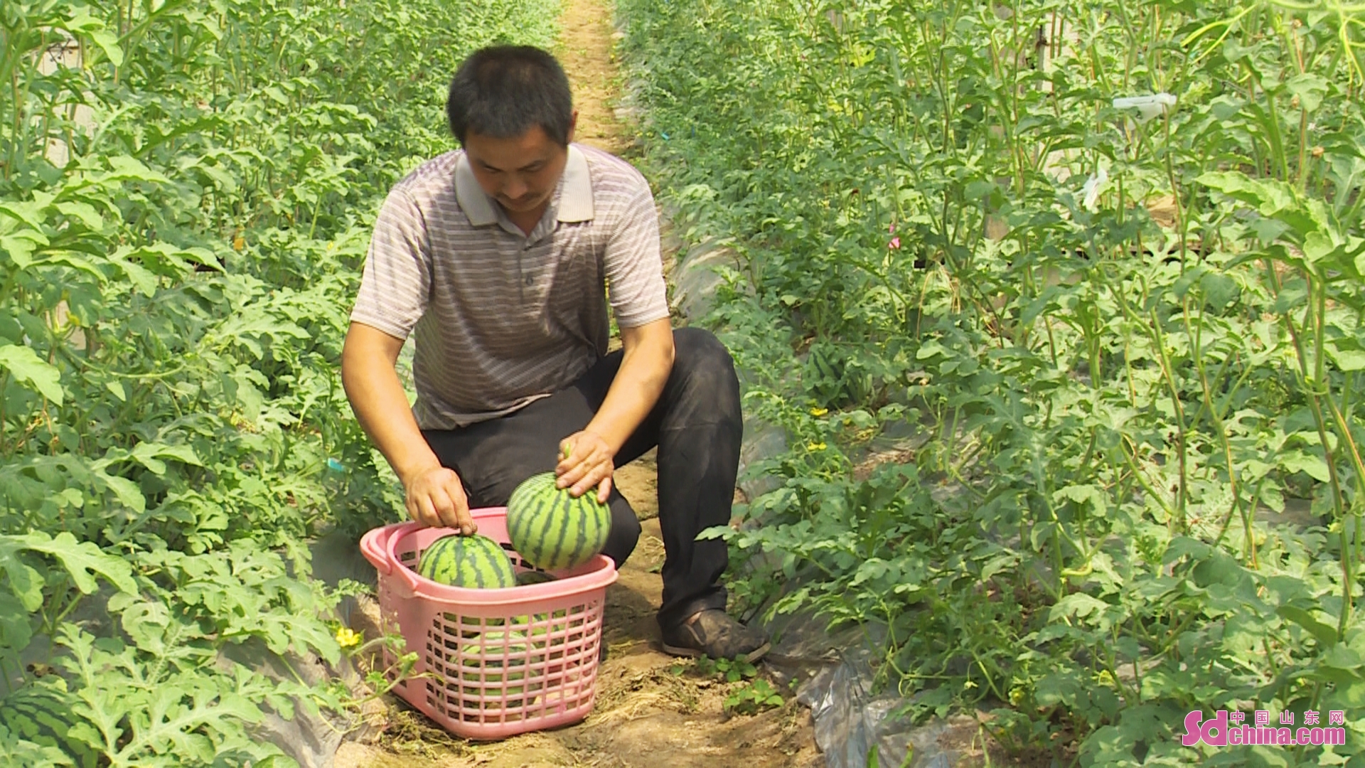 <br/>  <br/>Watermelons are planted under vines to improve the efficiency of land usage and increase the income of farmers in Heze, E China&rsquo;s Shandong province.Watermelons in the greenhouse are now ripe for the market.<br/>
