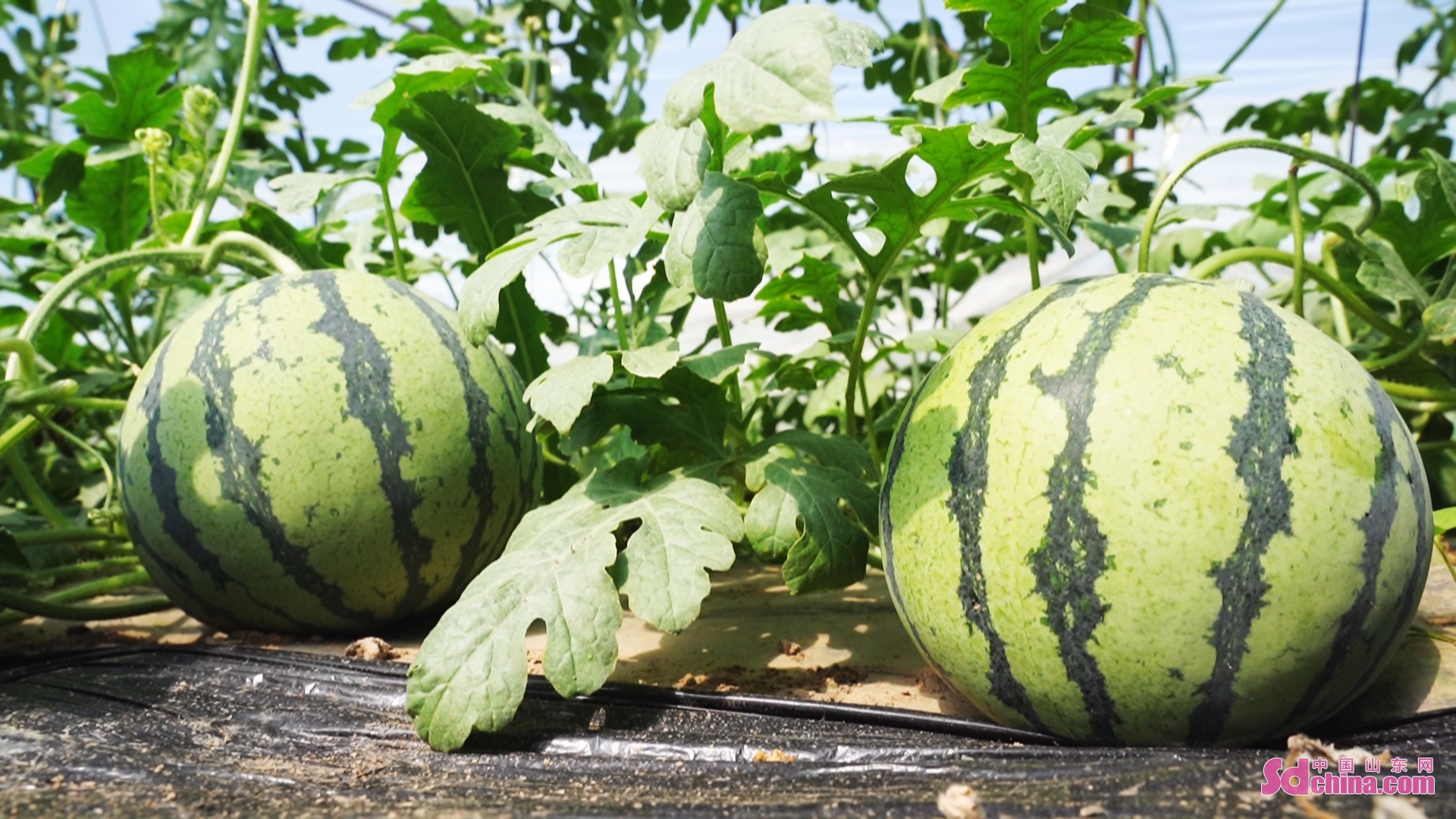<br/> <br/>Watermelons are planted under vines to improve the efficiency of land usage and increase the income of farmers in Heze, E China&rsquo;s Shandong province.Watermelons in the greenhouse are now ripe for the market.<br/>