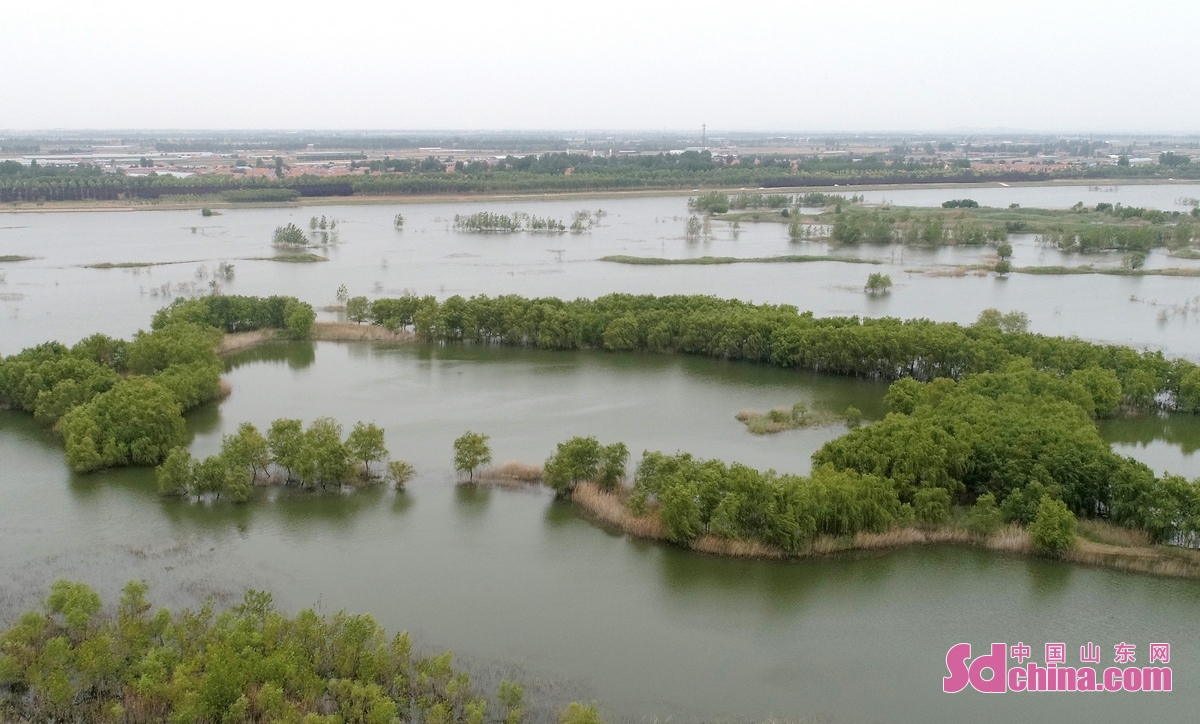 <br/>　　6月12日，山东省青岛市即墨区大沽河两岸绿意盎然，景美如画。(张进刚 摄)<br/>　　