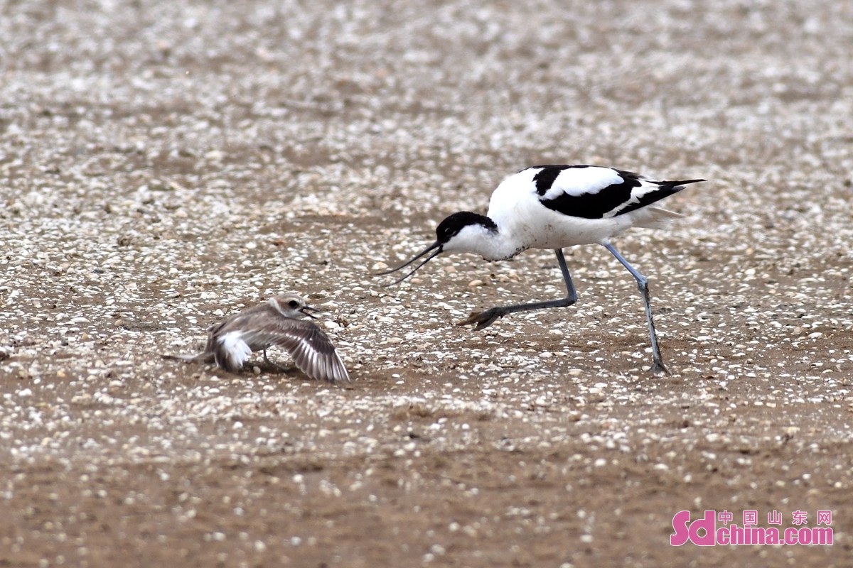   In midsummer, waterbirds are busy with hatching and raising nestlings in the wetland of Qingdao, E China&rsquo;s Shandong province. They hatch eggs, babysit nestlings and defend their territory, creating a beautiful natural ecological picture.<br/>