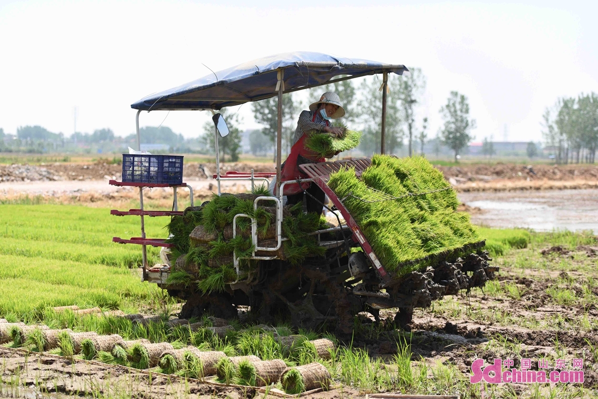 <br/>　　今は夏で最も忙しい季節で、山東省臨沂市郯城県農業機関は70社あまりの農業協力化サービス組織を調達し、電話予約、ウィーチャット会計の形で、出稼ぎの農民を協力して、畑仕事を行った。