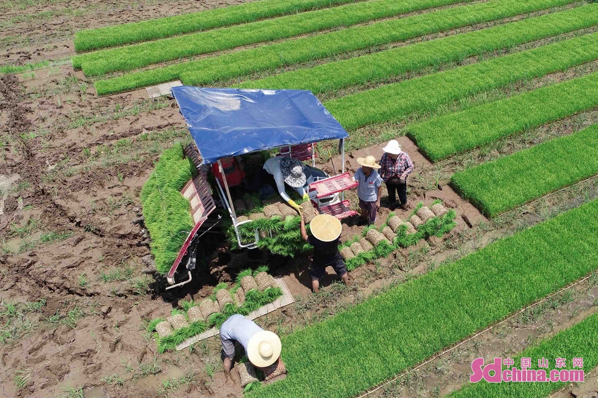 <br/>　　今は夏で最も忙しい季節で、山東省臨沂市郯城県農業機関は70社あまりの農業協力化サービス組織を調達し、電話予約、ウィーチャット会計の形で、出稼ぎの農民を協力して、畑仕事を行った。<br/>　　